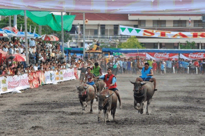 chonburi-buffalo-races-thailand.png
