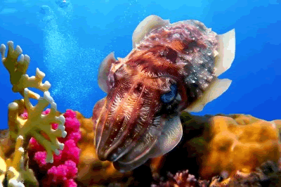 cuttlefish-koh-chang-pattaya