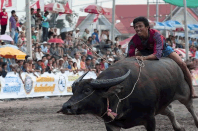man-riding-buffalo-chonburi-buffalo-races-thailand.png