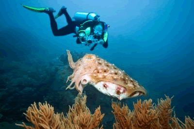 pattaya-diving-cuttlefish